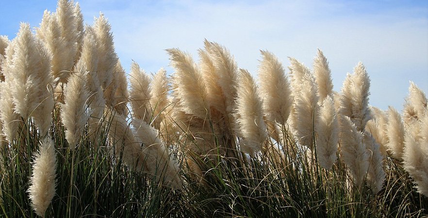 3 semaines pour agir contre la propagation de l'herbe de la pampa