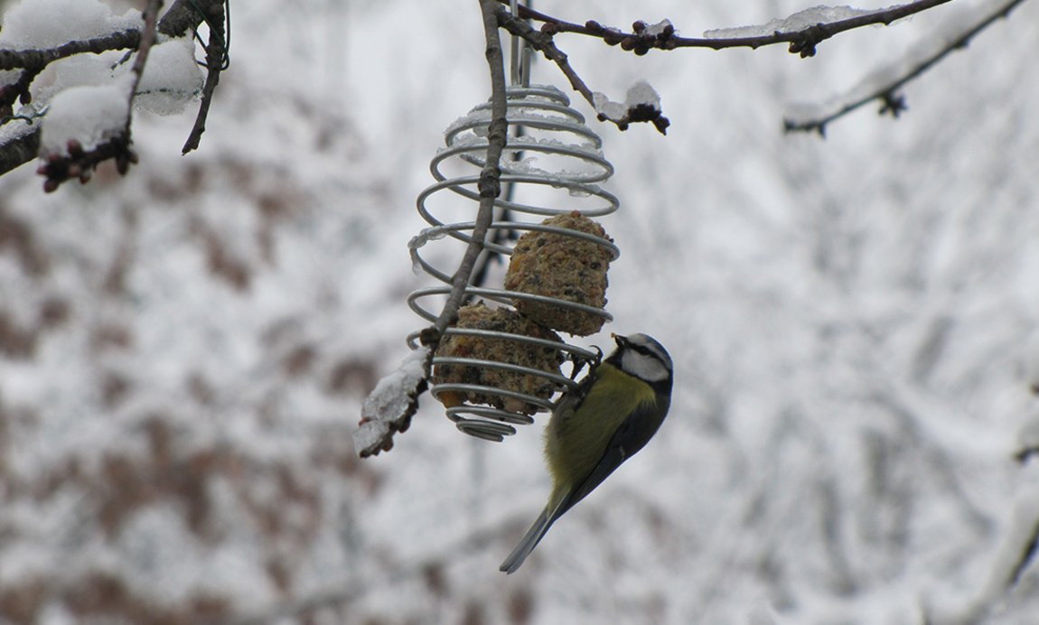 Un plaisir d'hiver : nourrir et observer les oiseaux de nos jardins